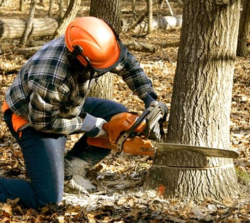 Tree Removal in Grand Saline, TX